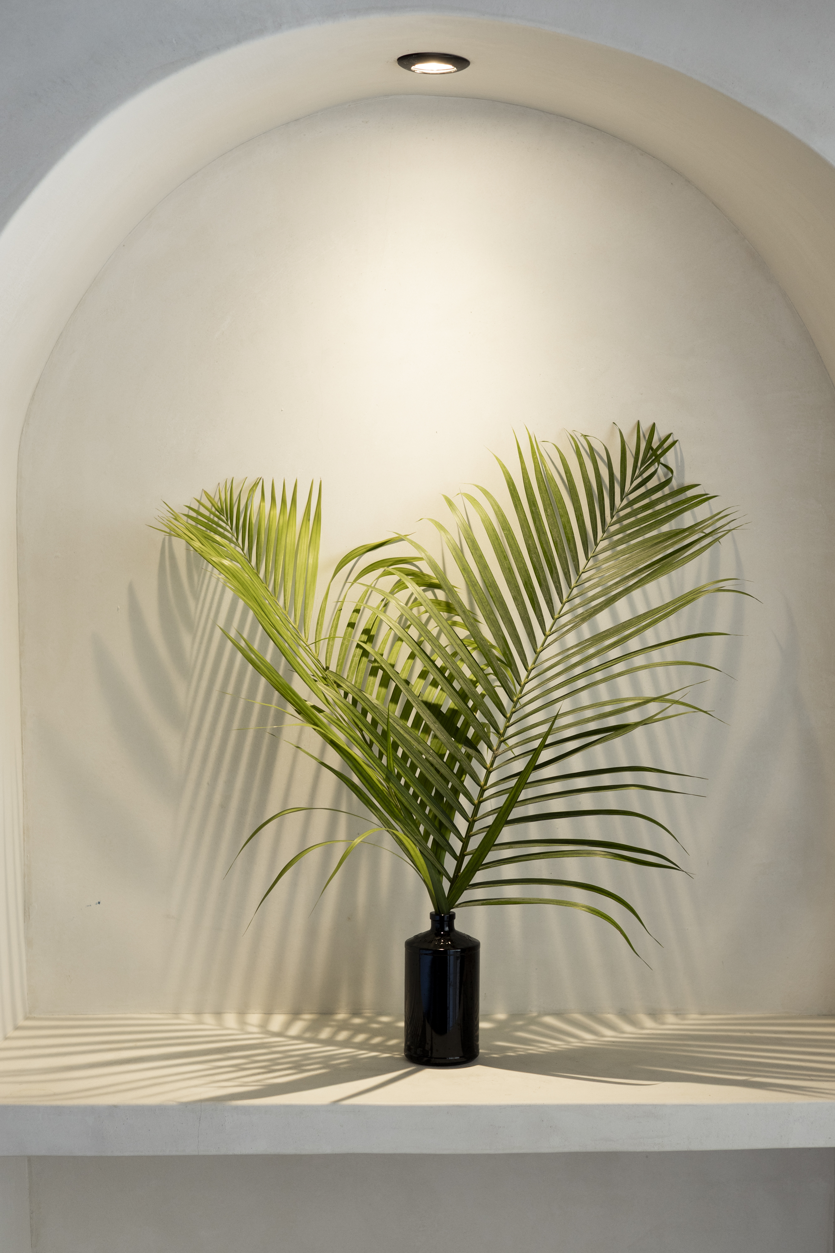 Palm arch